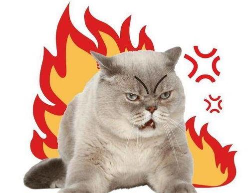 猫咪吃瓜录视频怎么录,萌态百出，视频记录萌宠日常