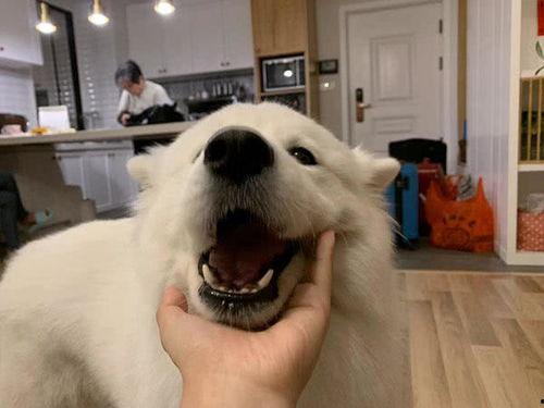 萨摩耶吃蜜瓜视频大全集