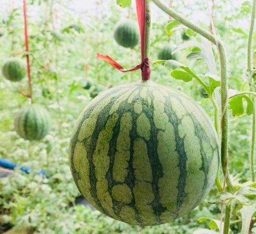 夏天到了吃瓜视频,一起畅享清凉吃瓜时光