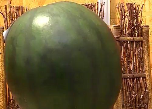 吃大瓜解渴视频大全,全网热门吃大瓜解渴视频大盘点