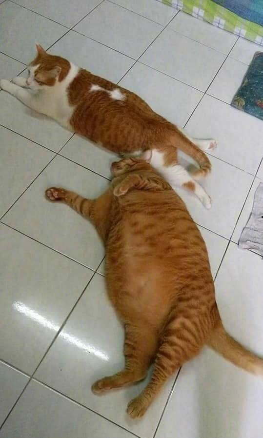 猫和猫吃瓜视频大全集,猫界吃瓜视频大全集精彩回顾