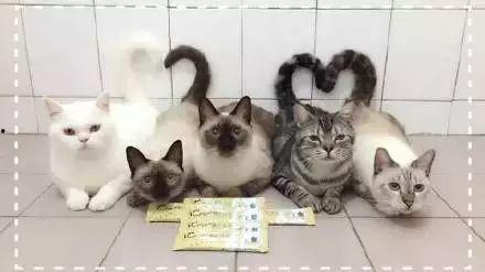 猫和猫吃瓜视频大全集,猫界吃瓜视频大全集精彩回顾