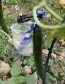 任县吃瓜原视频,一场视觉盛宴的狂欢