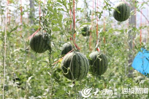 任县吃瓜原视频,一场视觉盛宴的狂欢