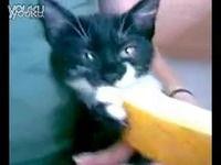 吃哈密瓜猫视频
