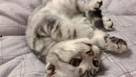 小黑猫吃蛋糕瓜条视频,蛋糕瓜条成新宠