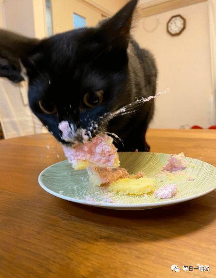 小黑猫吃蛋糕瓜条视频,蛋糕瓜条成新宠