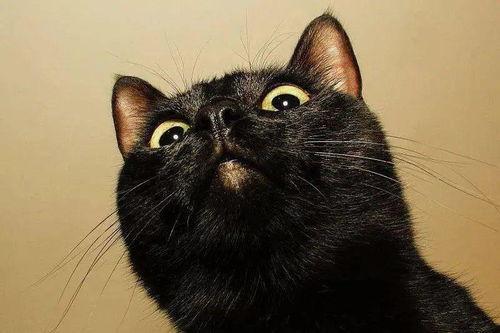 小黑猫吃蛋糕瓜条视频,蛋糕瓜条成新宠