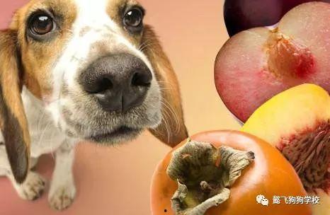 狗狗吃瓜会中毒么视频讲解,视频讲解带你了解真相