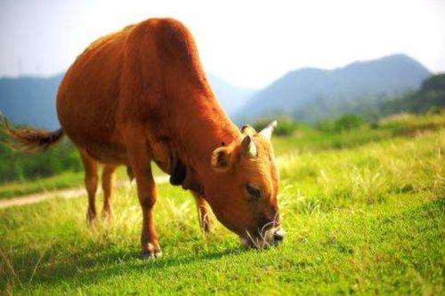 黄牛吃瓜的视频