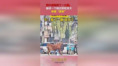 黄牛吃瓜的视频