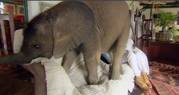 妈妈不给小象吃瓜视频,妈妈却拒绝喂食，温馨亲子瞬间引网友热议