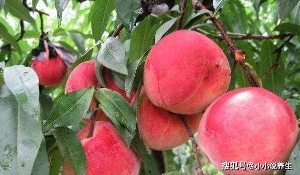 芝芝桃桃吃瓜视频