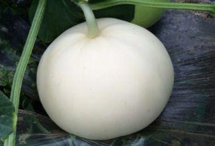 吃梨瓜视频大全,一场味蕾与视觉的盛宴