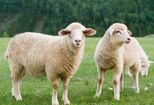 蟋蟀会吃羊瓜吗视频播放,揭秘它们与羊瓜的神秘关系