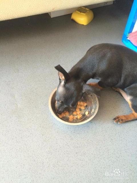 鹿犬可以吃哈密瓜吗视频,揭秘哈密瓜在宠物菜单中的地位