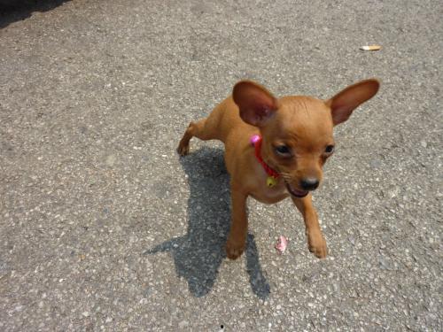 鹿犬可以吃哈密瓜吗视频,揭秘哈密瓜在宠物菜单中的地位