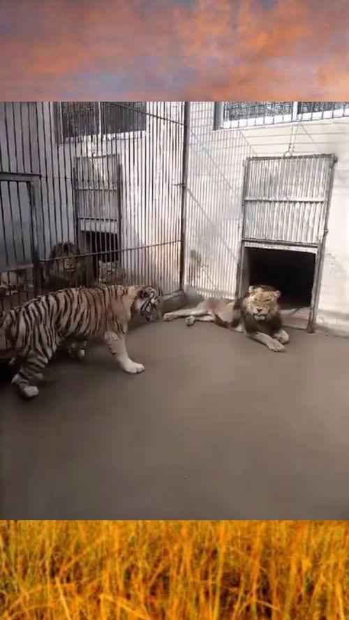 老虎打架吃瓜视频,围观者成“吃瓜群众”