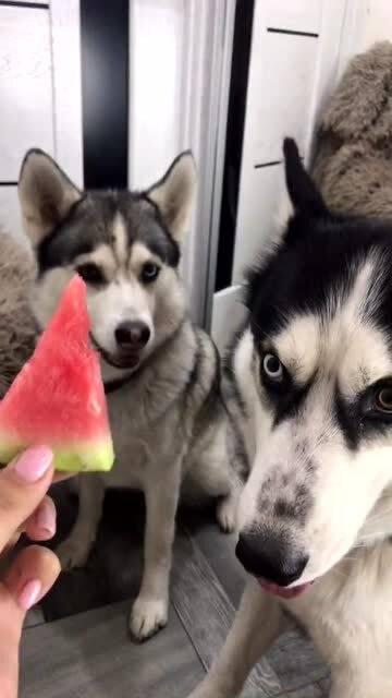 二哈吃瓜视频全集,笑料横生的欢乐瞬间大盘点