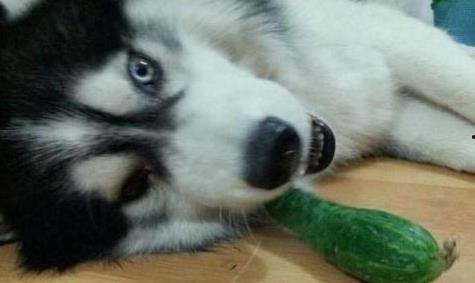 二哈吃瓜视频全集,笑料横生的欢乐瞬间大盘点