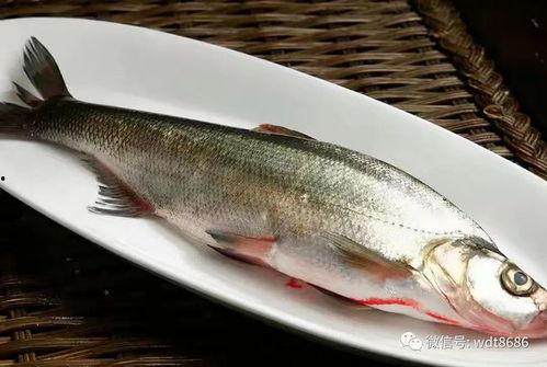 吃八瓜鱼要去皮吗图片视频,轻松烹饪美味佳肴