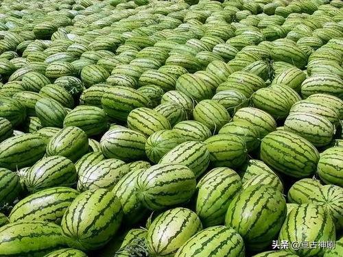 吃瓜视频在哪里有版权啊,吃瓜视频版权归属之谜