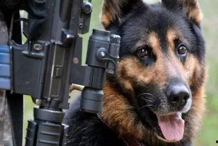 军犬吃瓜视频,萌宠瞬间，军营里的欢乐时光