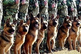 军犬吃瓜视频,萌宠瞬间，军营里的欢乐时光