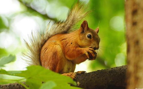 松鼠吃伊丽莎白瓜视频,揭秘松鼠吃伊丽莎白瓜的趣味瞬间
