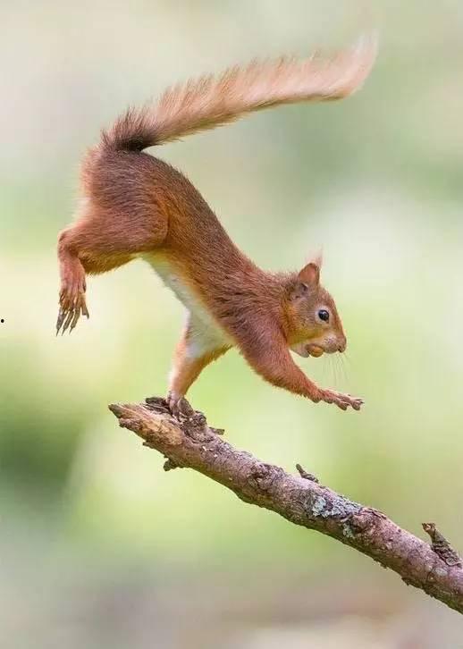 松鼠吃伊丽莎白瓜视频,揭秘松鼠吃伊丽莎白瓜的趣味瞬间