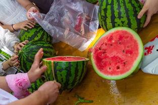 吃瓜冷饭的视频大全集,视频大全集精彩回顾