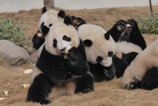 吃瓜熊猫人的视频大全集,趣味视频大全集精彩回顾