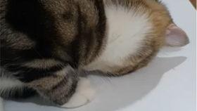 吃瓜熊猫人的视频大全集,趣味视频大全集精彩回顾