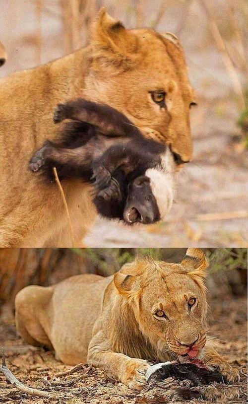 一堆动物吃瓜吵架视频大全,趣味横生的争吵现场大盘点