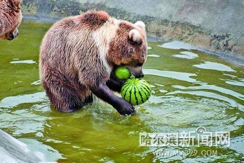 一堆动物吃瓜吵架视频大全,趣味横生的争吵现场大盘点