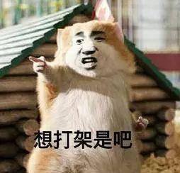 一堆动物吃瓜吵架视频大全,趣味横生的争吵现场大盘点