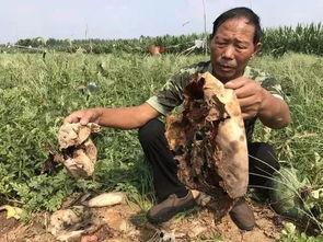 新沂近期吃瓜事件视频,揭秘背后真相与网络舆论风暴