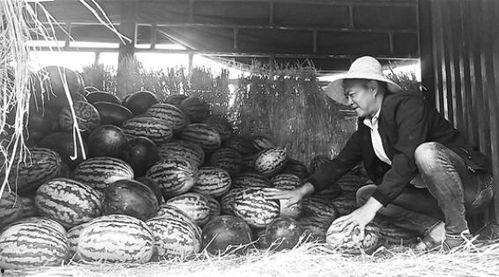 定远吃瓜群众事件视频曝光,视频曝光揭示惊人真相