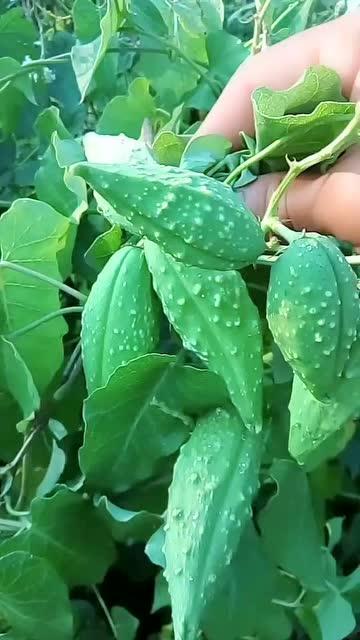 如何用瓜瓢做吃的视频,创意视频教你轻松制作家常美味