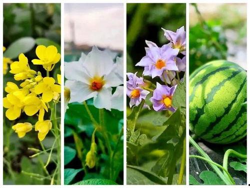 繁花里吃瓜视频,揭秘娱乐圈背后的秘密与八卦