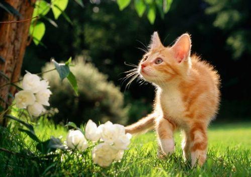 猫吃梨瓜做法视频,猫咪专属美味——梨瓜制作教程