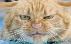 猫吃梨瓜做法视频,猫咪专属美味——梨瓜制作教程