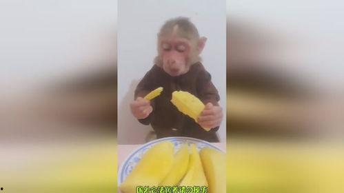猴哥吃佛手瓜视频大全,佛手瓜美食视频大盘点