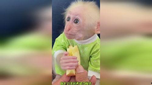 猴哥吃佛手瓜视频大全,佛手瓜美食视频大盘点