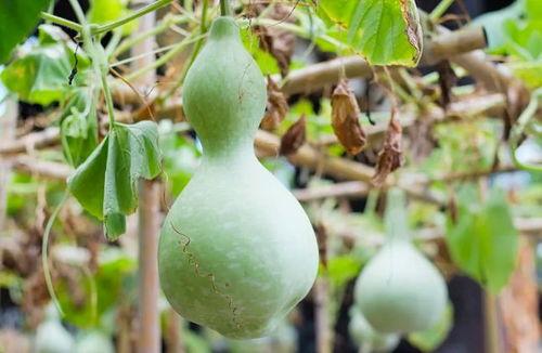 长葫芦瓜吃要削皮吗视频,长葫芦瓜食用前的去皮技巧揭秘