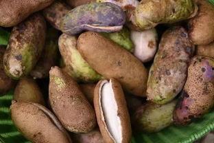 古代人吃八月瓜视频播放,八月瓜的古老食法重现