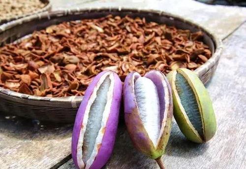 古代人吃八月瓜视频播放,八月瓜的古老食法重现