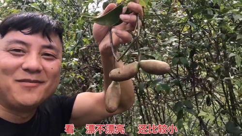 古代人吃八月瓜视频播放,八月瓜的古老食法重现