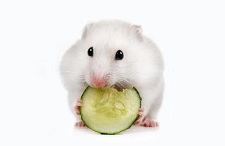 仓鼠会吃小瓜吗视频播放,它们真的会吃吗？