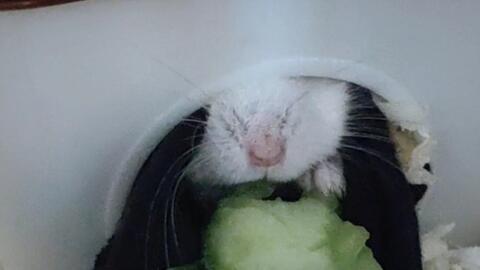 仓鼠会吃小瓜吗视频播放,它们真的会吃吗？